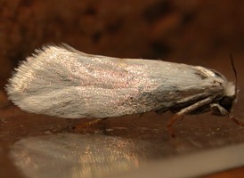 Eastern False Yucca Moth